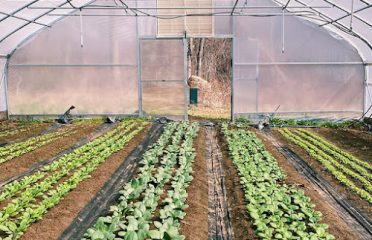 CT Greenhouse
