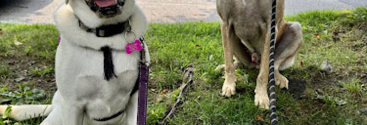 Lucky Dog LLC