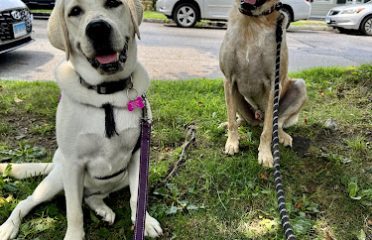 Lucky Dog LLC