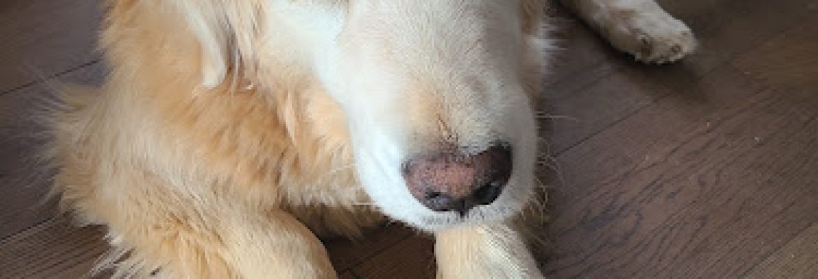 East Haddam Veterinary Clinic