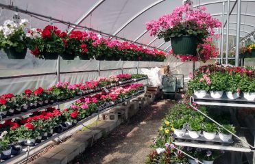 Van Wilgen’s Garden Mart
