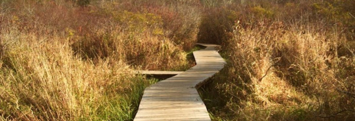 White Memorial- Little Pond Boardwalk Trail