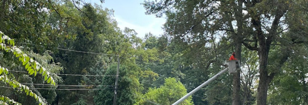 Cordero’s Tree Services llc