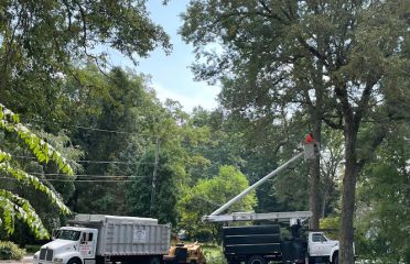 Cordero’s Tree Services llc