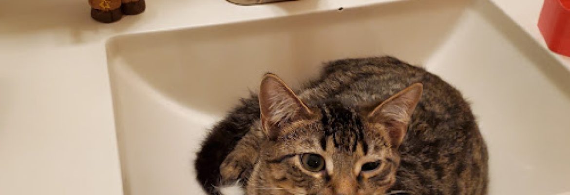 Milford Animal Control