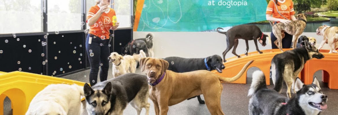 Dogtopia of Norwalk