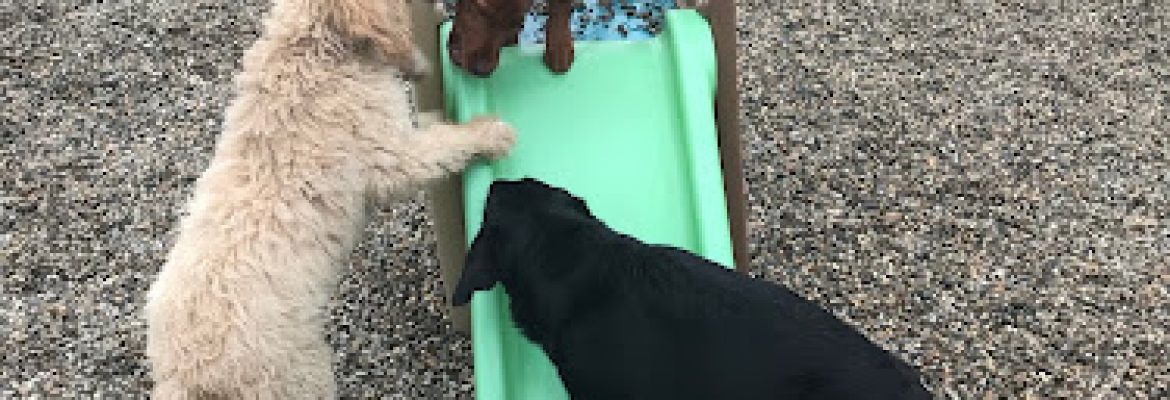 Happy Homes Dog Daycare and Training