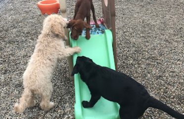 Happy Homes Dog Daycare and Training