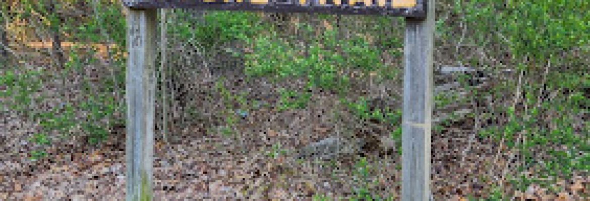Shade Swamp Shelter