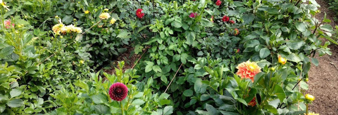 Adam’s Garden of Eden