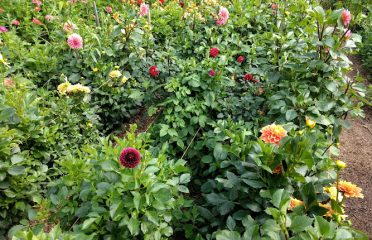 Adam’s Garden of Eden