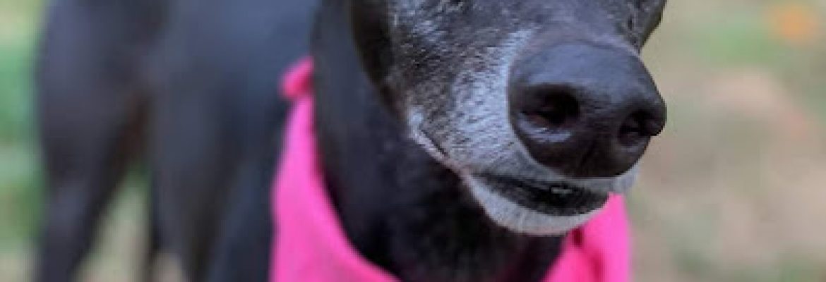 Wiggles “N” Whiskers Home Pet Care LLC