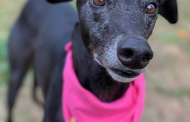 Wiggles “N” Whiskers Home Pet Care LLC