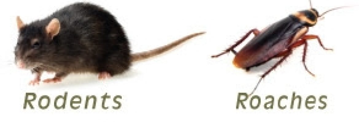 Veganix Pest Management