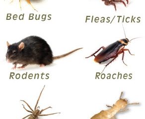 Veganix Pest Management