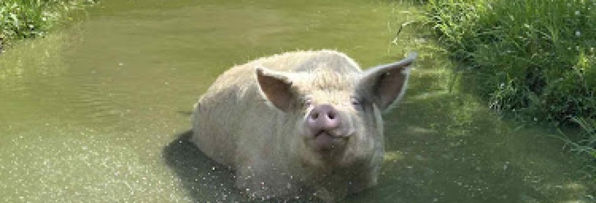 JP FARM ANIMAL SANCTUARY