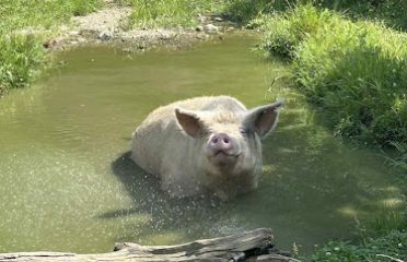 JP FARM ANIMAL SANCTUARY