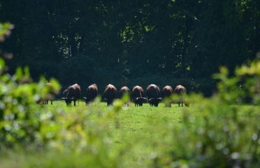 Devon Point Farm