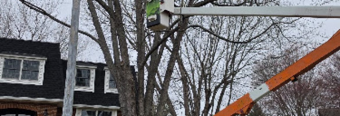 Maple Tree Services and Landscaping LLC