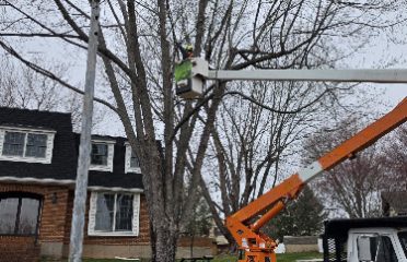 Maple Tree Services and Landscaping LLC