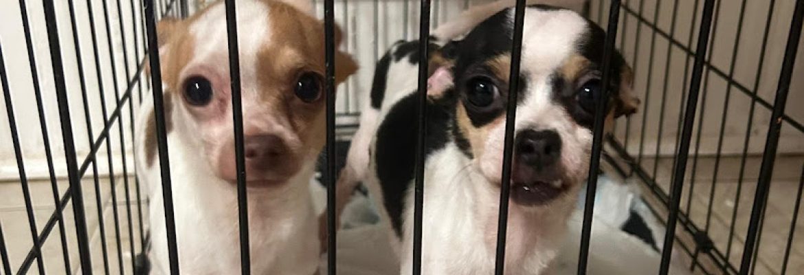 Bristol Animal Control