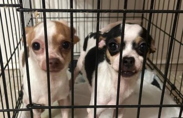 Bristol Animal Control