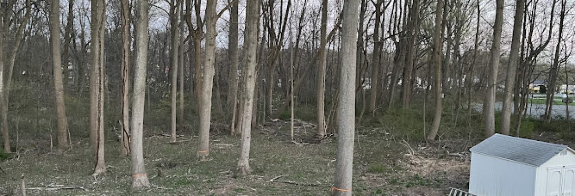 Starr Tree Service Stratford
