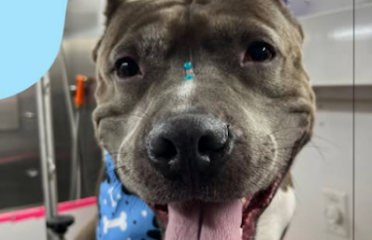 Paws & Shine Mobile Spa