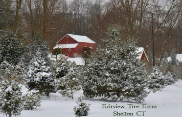 Fairview Tree Farm
