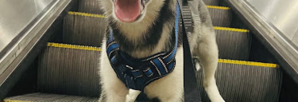 Huskies of Connecticut