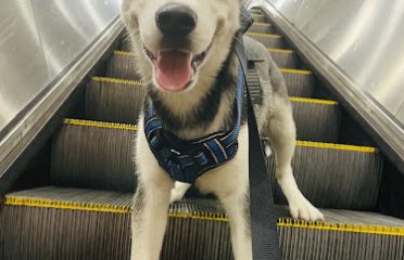 Huskies of Connecticut