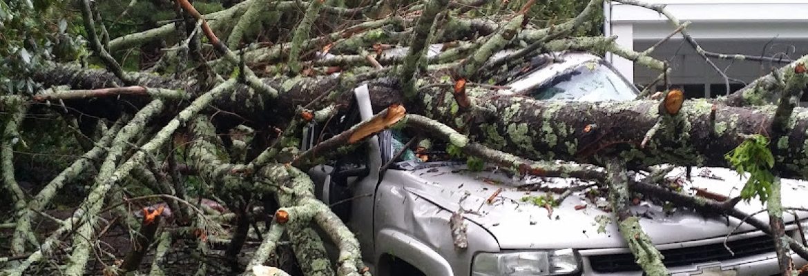 Budget Tree Service LLC