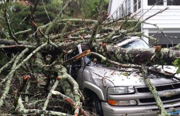 Budget Tree Service LLC