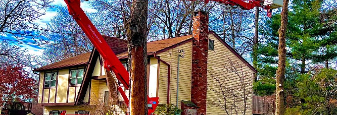American Landscaping Supreme (Tree Service)