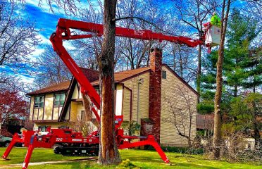 American Landscaping Supreme (Tree Service)