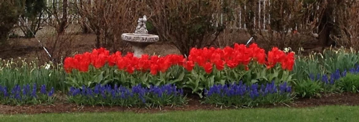 Colorblends Wholesale Flowerbulbs