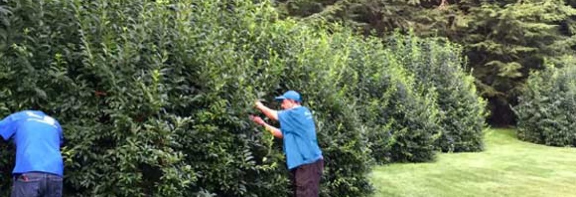 Les Arbres Tree Service & Fine Gardening