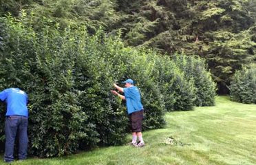 Les Arbres Tree Service & Fine Gardening