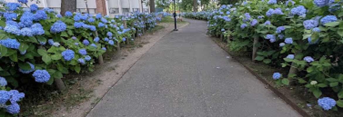 Main Street Garden