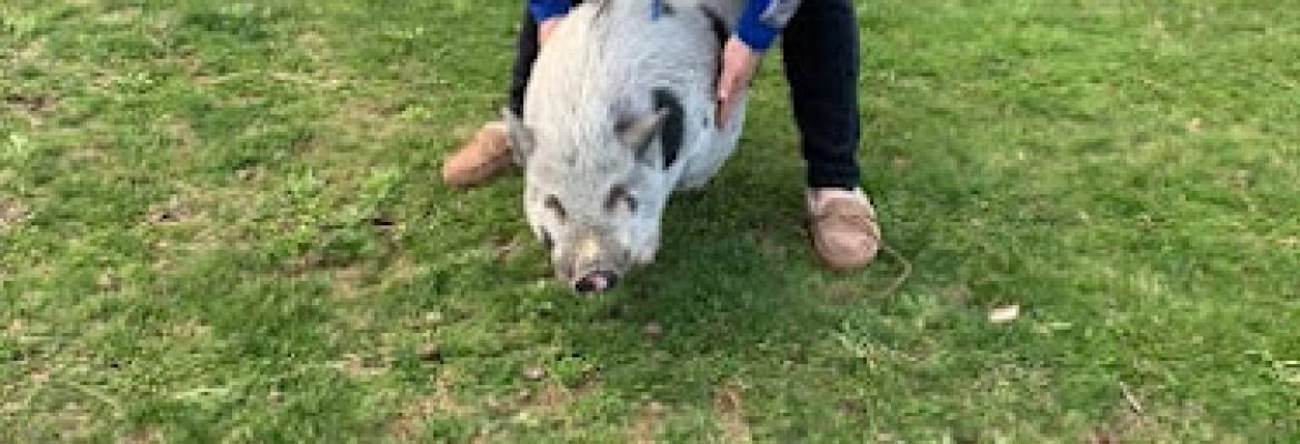 Where Pigs Fly Inc