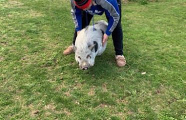 Where Pigs Fly Inc