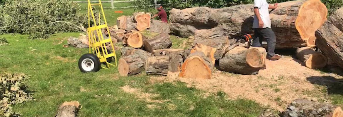 CONTRACTOR TREE SERVES