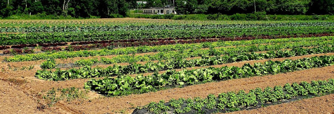Carmody’s Farm