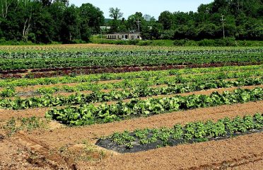 Carmody’s Farm