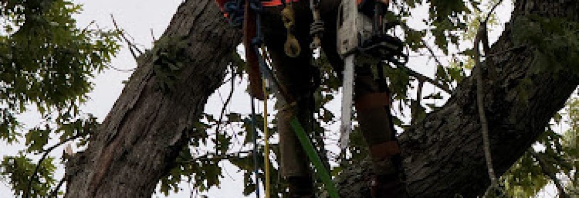 Arborist Gaia Landscape