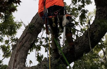 Arborist Gaia Landscape
