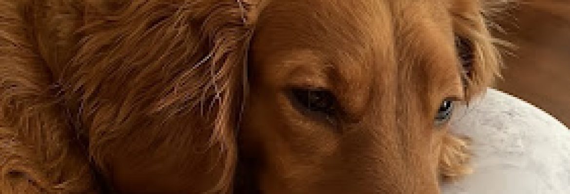 Nancy’s Grooming & Boarding at Quail Ridge Kennels