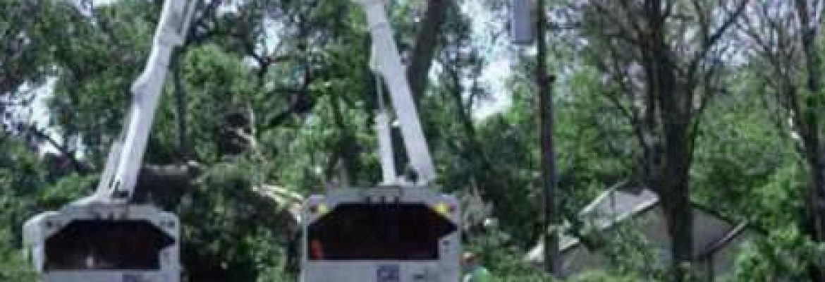 Allied Tree Experts