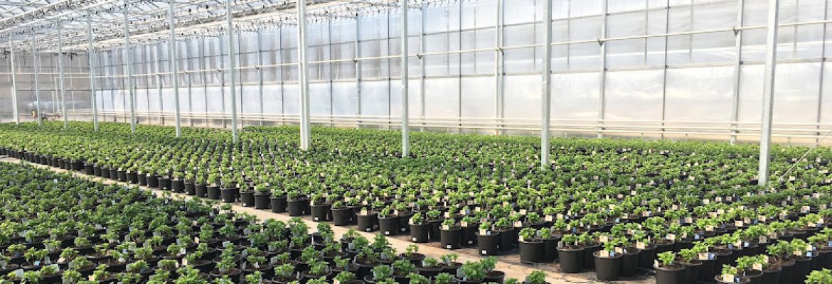 C K Greenhouses Inc