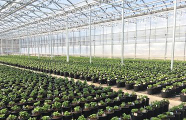 C K Greenhouses Inc